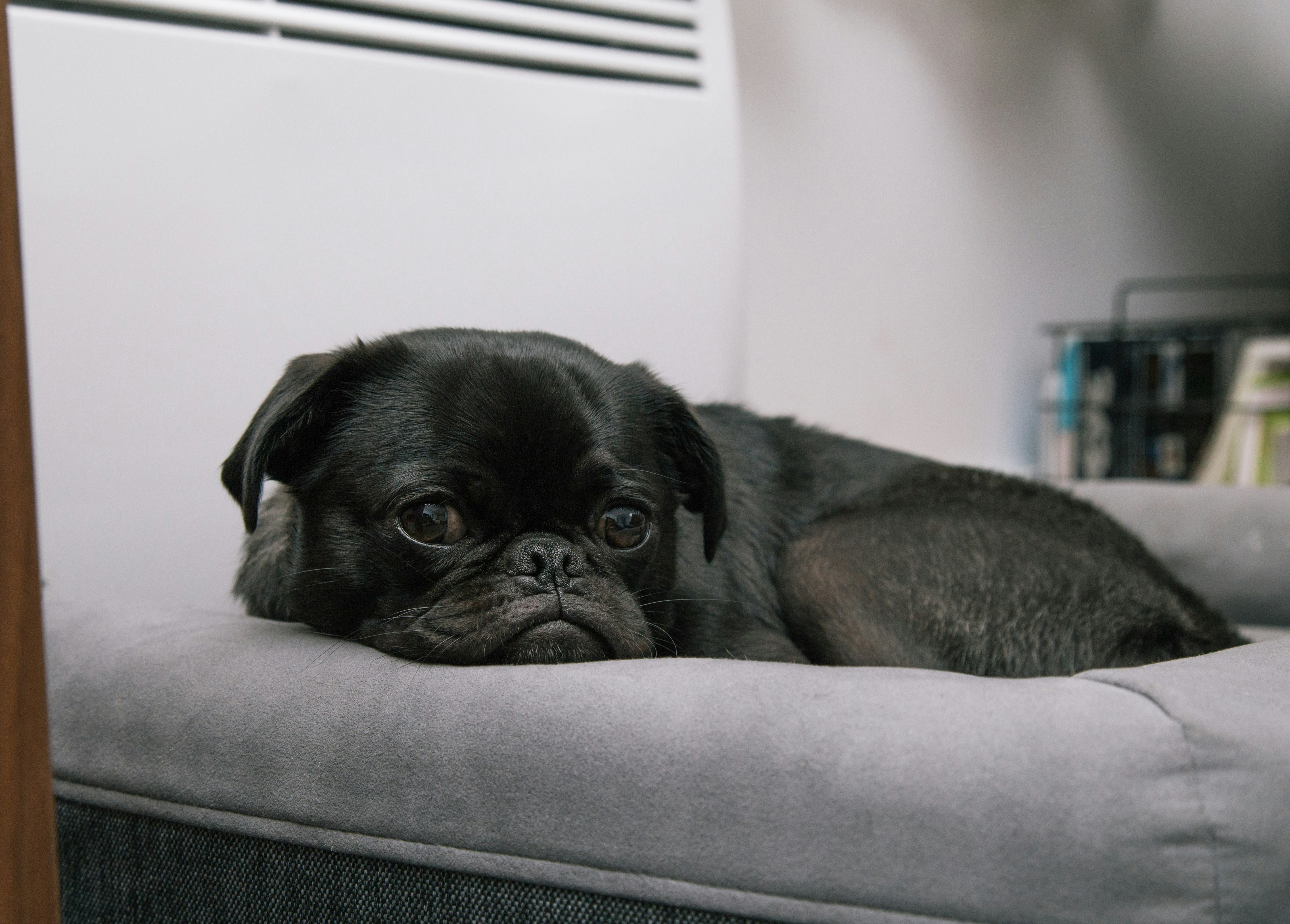 black pug puppy lying on gray bed